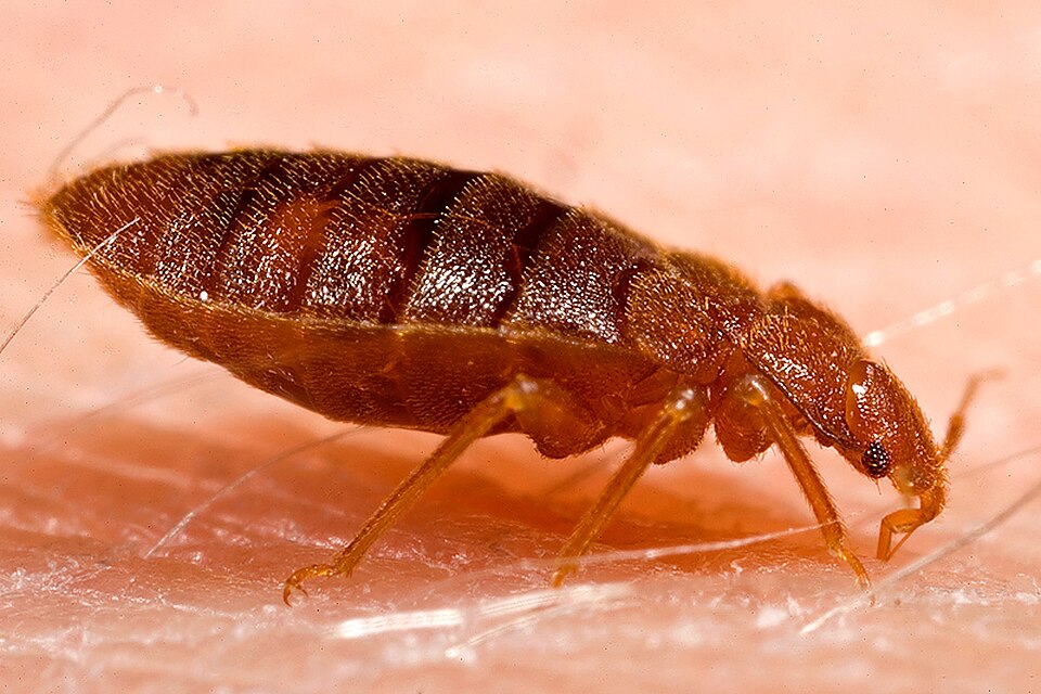 Close-up of an adult bed bug (Cimex lectularius) on human skin