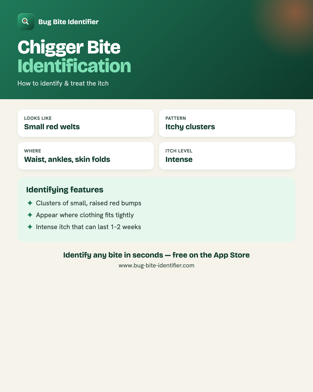 Chigger bite identification infographic — small red welts in itchy clusters around the waist, ankles and skin folds