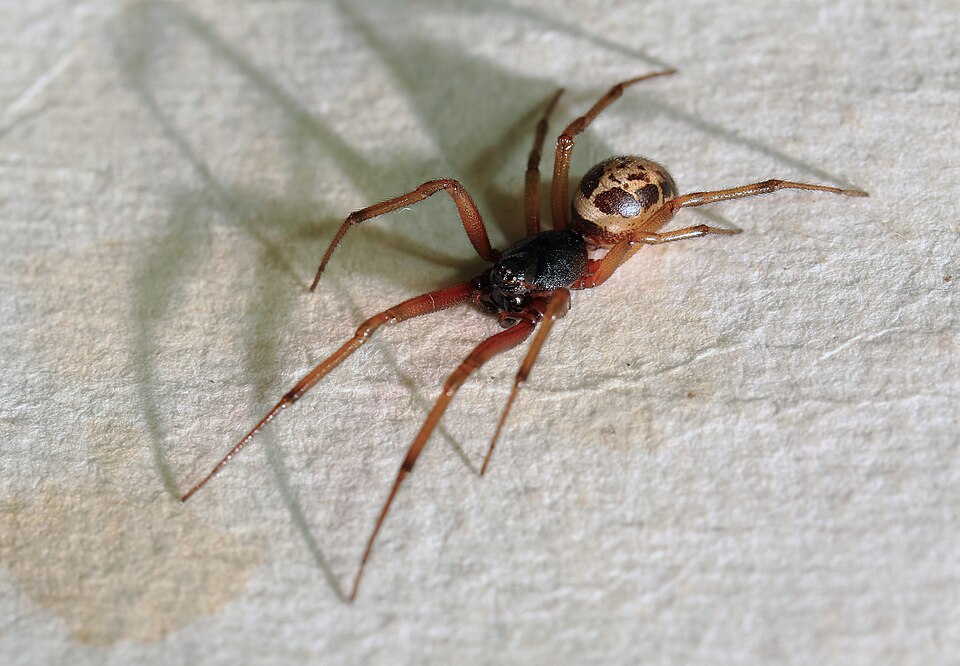 A noble false widow spider (Steatoda nobilis) photographed in the UK: glossy dark body, bulbous brown abdomen with cream markings and reddish-brown legs