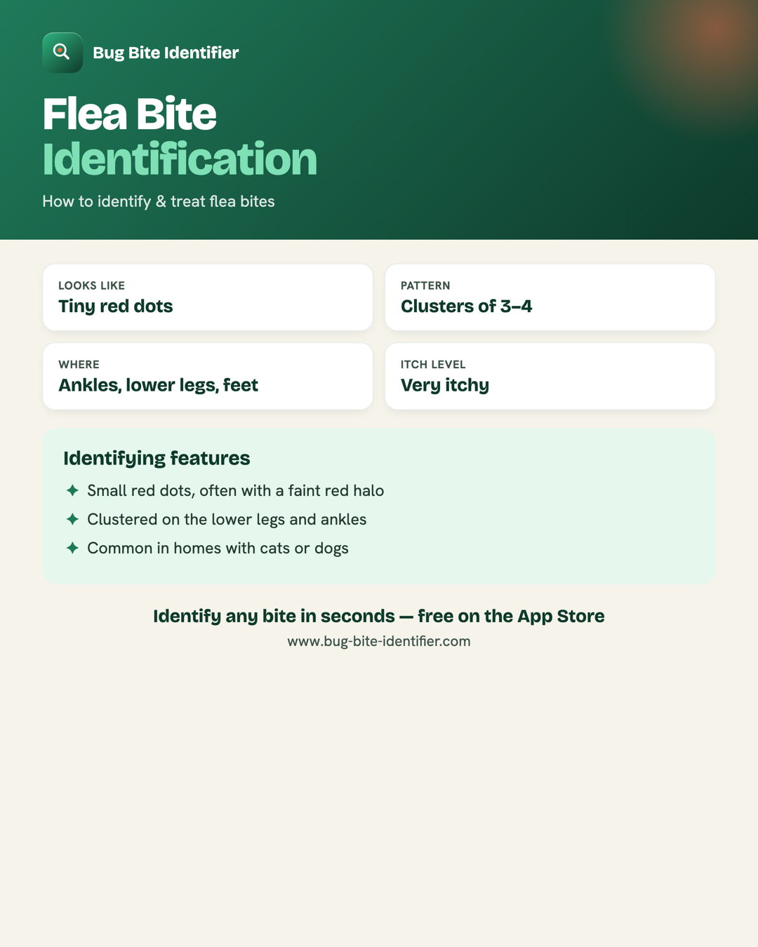 Flea bite identification infographic — tiny red dots in clusters on the ankles and lower legs