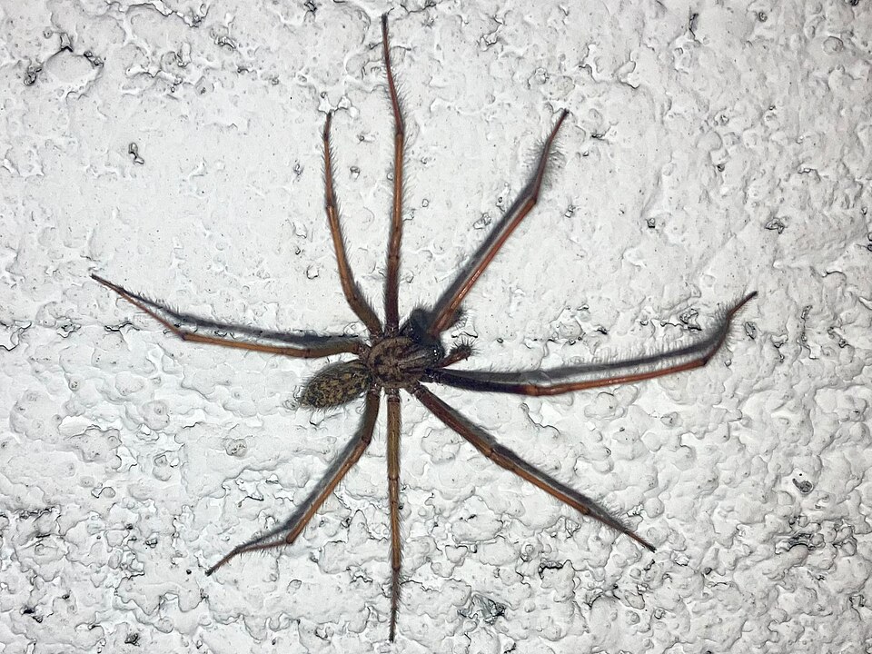 A giant house spider (Eratigena atrica) on a white wall: brown, hairy, with very long banded legs