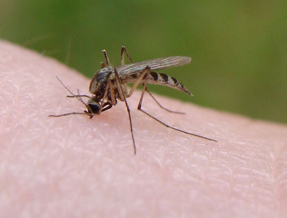 A mosquito feeding on human skin, the cause of an itchy mosquito bite